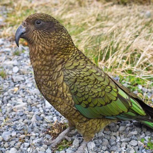 Nestor kea (Nestor notabilis) - Jedinečný vysokohorský papagáj